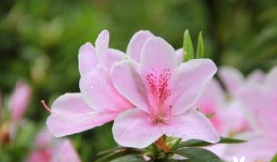 代表爱的花是什么？爱花语是什么？