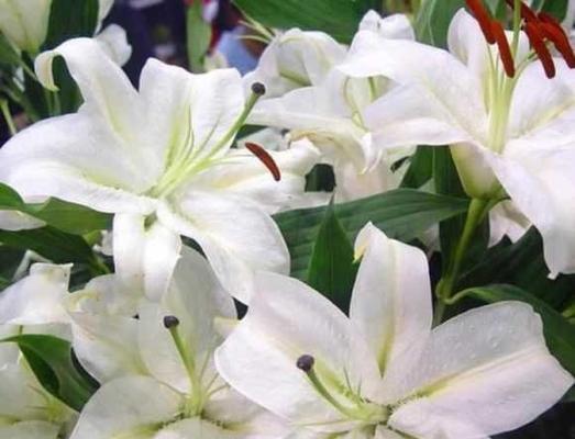 百合花的花语是什么？百合花有哪些寓意？
