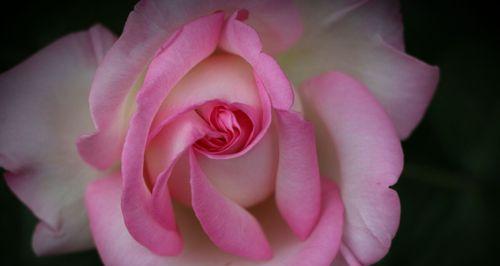 月季和玫瑰的花语是什么？月季和玫瑰有哪些寓意？