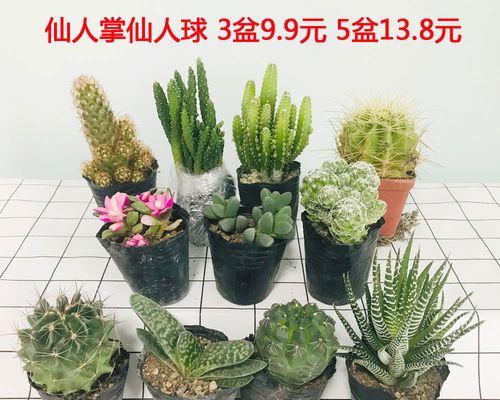 多肉仙人掌的花语是什么？多肉仙人掌有哪些寓意？