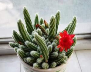 多肉仙人掌的花语是什么？多肉仙人掌有哪些寓意？