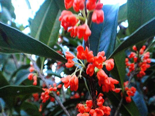金桂花树的花语是什么？金桂花树有哪些寓意？