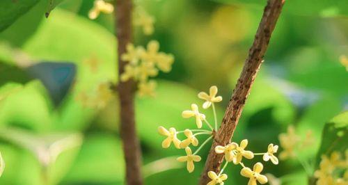 金桂花树的花语是什么？金桂花树有哪些寓意？