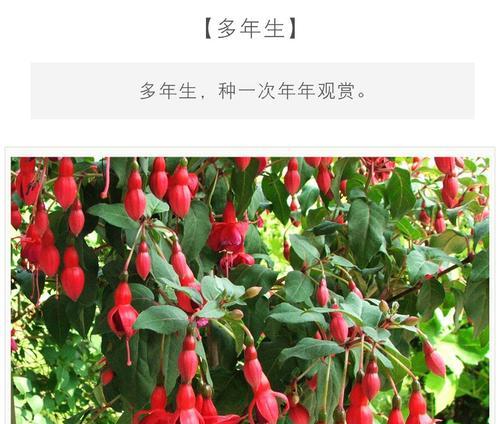 灯笼花的风水寓意是什么？灯笼花有哪些风水作用？