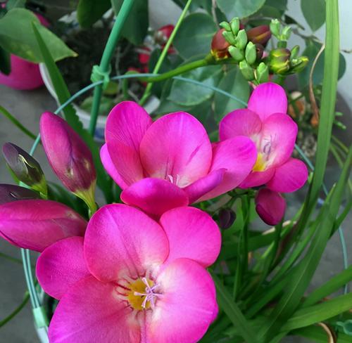 小苍兰的花语是什么？小苍兰的花语是什么？