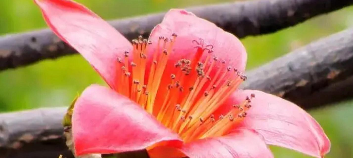 木棉花的花语是什么？木棉在不同文化中的象征意义是什么？