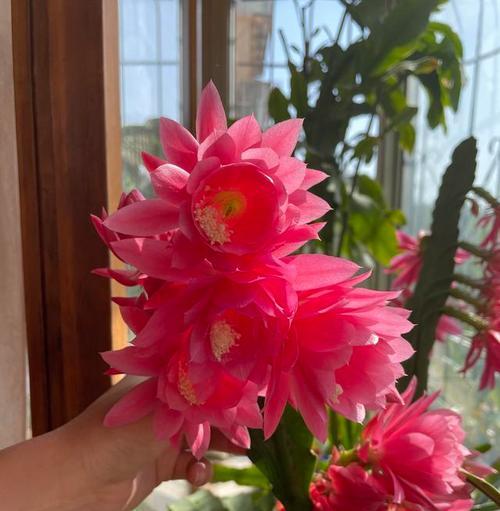 荷花灵剑的花语是什么？荷花灵剑的寓意和象征意义是什么？