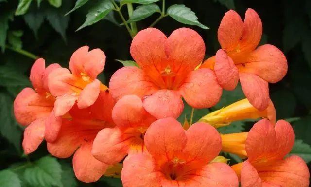 代表热烈张扬的花有哪些？这些花的花语是什么？