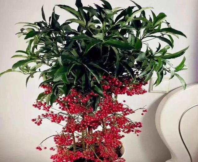 代表喜庆的植物有哪些？这些植物的花语和寓意是什么？