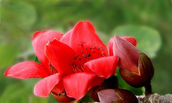木棉花的花语是什么？木棉花的寓意和象征意义是什么？