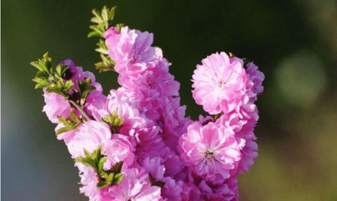 什么花的花语是倔强？这种花有哪些特点和象征意义？