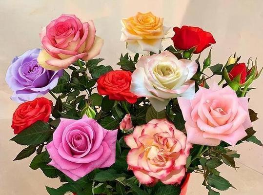 鹤望兰的花语和寓意是什么？鹤望兰的象征意义是什么？