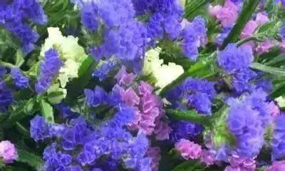 蓝色菊花的花语和寓意是什么？蓝色菊花的象征意义是什么？