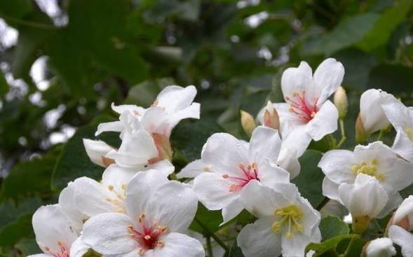 油桐花的花语是什么？油桐花的寓意和象征意义是什么？