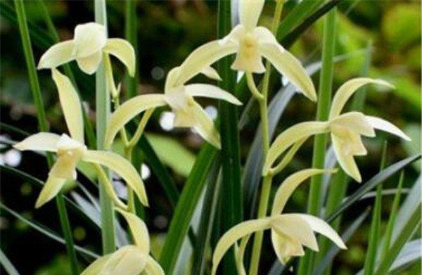 兰花的花语是什么？兰花在不同文化中的象征意义是什么？