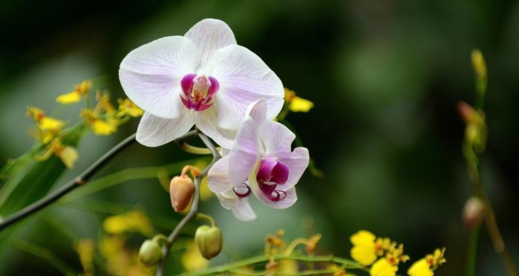 兰花的花语是什么？兰花在不同文化中的象征意义是什么？