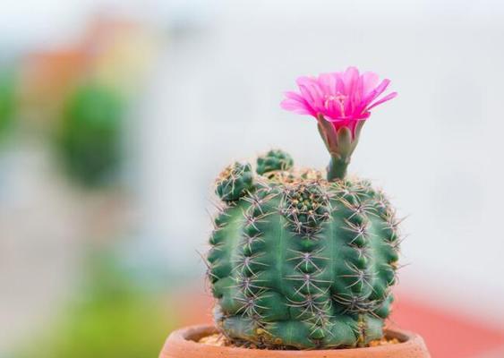 仙人球的花语是什么？仙人球的寓意和象征意义是什么？