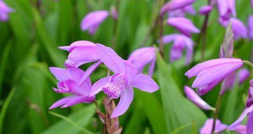 白芨什么时候开花？白芨的花语和寓意是什么？