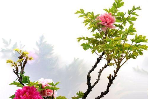 牡丹菊的花语是什么？牡丹菊的寓意和象征意义有哪些？