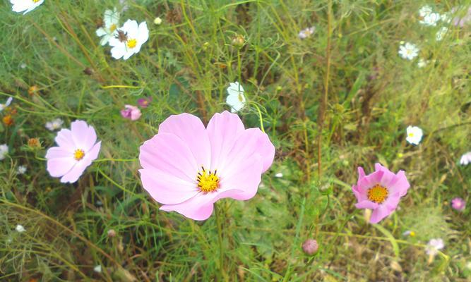 代表普通平凡的花有哪些？这些花的花语是什么？
