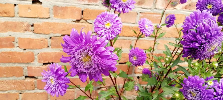 代表普通平凡的花有哪些？这些花的花语是什么？