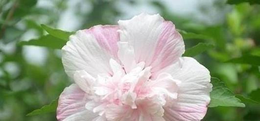 什么花的花语是遗忘？这种花有哪些特点和象征意义？