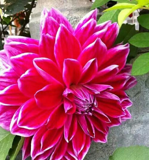 大丽菊花语是什么？大丽花的寓意和象征意义有哪些？