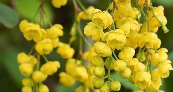 米兰花语是什么意思？米兰的寓意和象征意义有哪些？