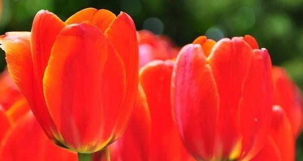 郁金花的花语是什么？郁金花的寓意和象征意义有哪些？