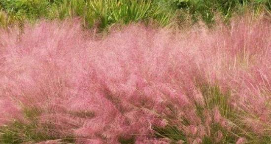 粉黛乱子草的花语是什么？粉黛乱子草的寓意和象征意义有哪些？