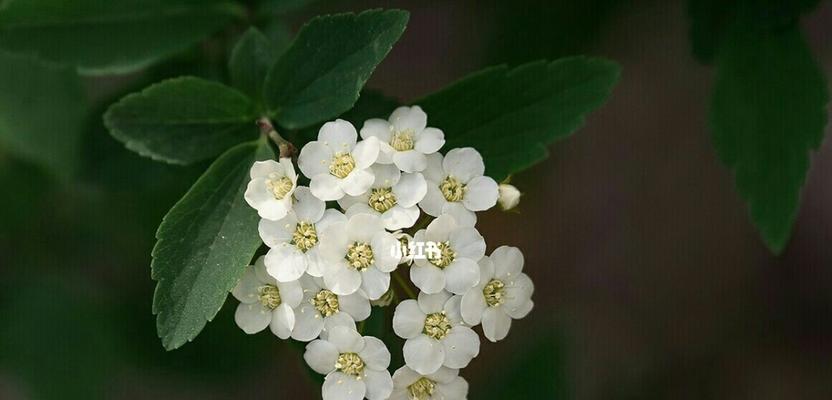 绣线菊花语是什么？绣线菊的寓意和象征意义有哪些？