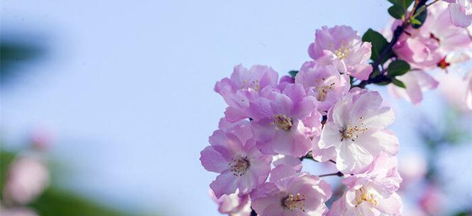 海棠花的花语是什么？海棠花的寓意和象征意义有哪些？