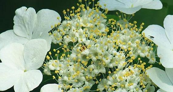 琼花花语是什么意思？琼花的寓意和象征意义有哪些？