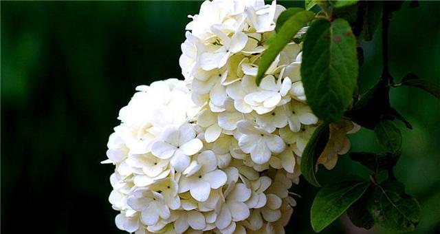 琼花花语是什么意思？琼花的寓意和象征意义有哪些？