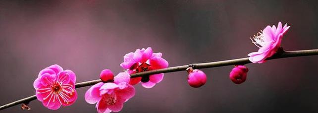 梅花象征着什么意义？梅花的花语和寓意有哪些？