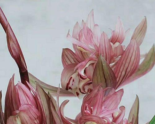 兰花代表什么人物？兰花的寓意和象征意义有哪些？