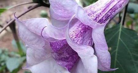 紫色曼陀罗花代表的花语是什么？紫色曼陀罗的寓意和象征意义有哪些？