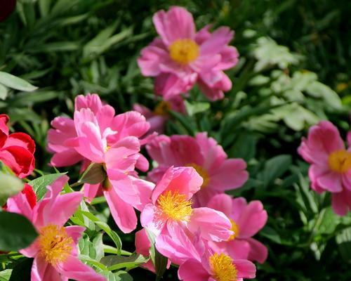 五月最具有代表性的花是什么？这种花的花语和寓意是什么？