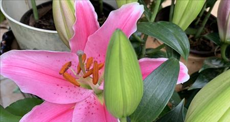 香水百合花语是什么意思？如何表达爱意？