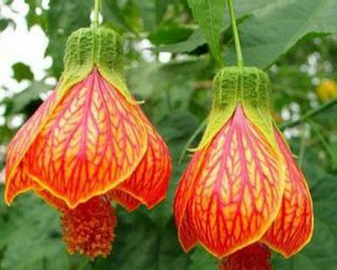 悬铃花花语是什么意思？如何正确解读悬铃花的象征意义？