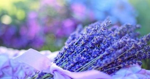 薰衣草代表什么？它的花语和寓意有哪些常见问题解答？