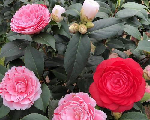 茶花多久才开花一次？如何正确养护以促进开花？