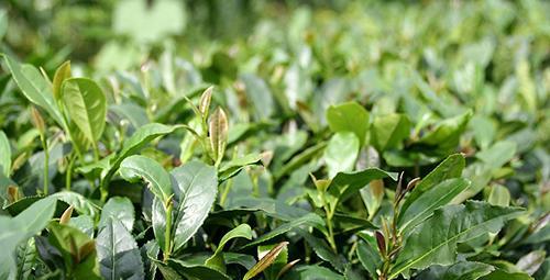 茶花根系发达吗？如何判断和养护茶花根系？