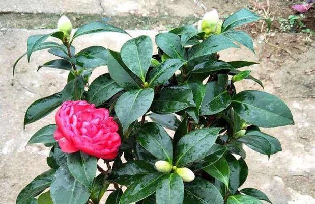 茶花换盆的最佳时间是什么时候？如何正确进行换盆操作？