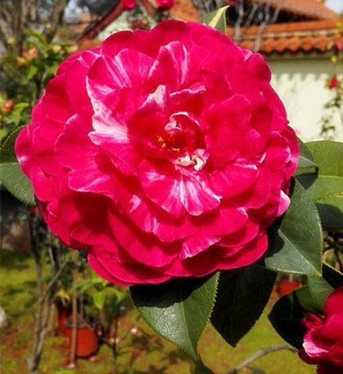 茶花几月份开花？一年能开几次花？