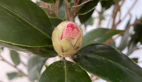 茶花老掉叶子怎么办？如何有效防止和处理？