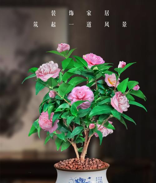 室内养茶花可行吗？如何正确养护？