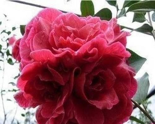 茶花的开花时间是什么时候？花期持续多久？