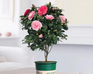 茶花适合在室内还是室外养？如何正确选择养护环境？
