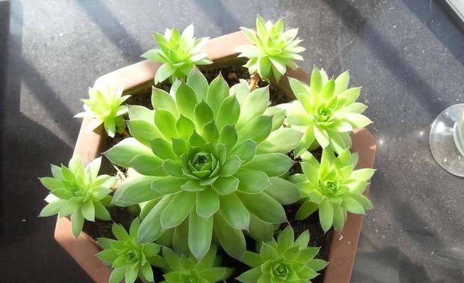 家庭小花坛适合种什么花？哪种花盆更合适？